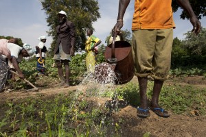Members of the Cooperative members help each other to nurture their fields of vegetables. Credit, D. Chavez, World Bank.