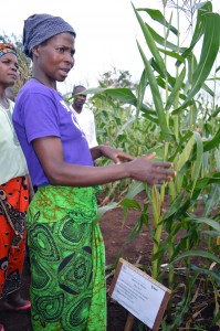 A farmer from Zanambo Rano cooperative, Mozambique, showing the improved yields of maize.