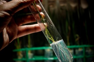 A rice plant being propagated using tissue culture. Credit, IRRI. 