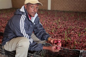Chairman Challa Gurre Ashemi of the Meki Batu Union with onoin bulbs. Credit, S. Eades, Self Help Africa.