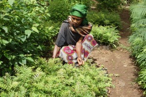 Agroforestry in action. Credit CCFAS