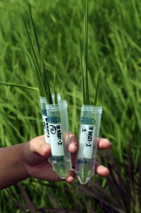 Rice leaf samples of transgenic lines that will be  subjected to DNA extraction in the laboratory. Credit, IRRI. 