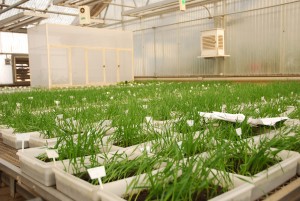 Wheat seedlings in a greenhouse germination test to obtain the expression of seed-borne bacterial or viral pathogens and to check seed viability. Credit, X. Fonseca, CIMMYT.