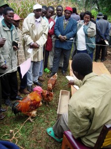 Farmers learn about quality protein maize (QPM) as animal feed at a farmer field day in Kathaka Kaome, Kenya. Credit, CIMMYT.