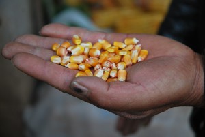 A popular new variety of maize produced by crossing high-yielding and local varieties. Credit, M. DeFreese, CIMMYT.
