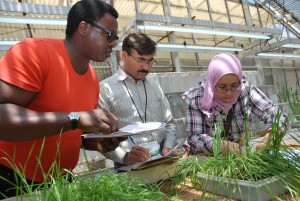 Participants in CIMMYT's 2011Wheat Improvement and Pathology training program, attended by scientists from Africa, Asia, Europe, and South America. Credit, X. Fonseca, CIMMYT.