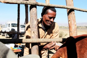 Artificial Insemination technician injectes a cow with high quality semen, Ethiopia. Credit, Z. Sewunet, ILRI