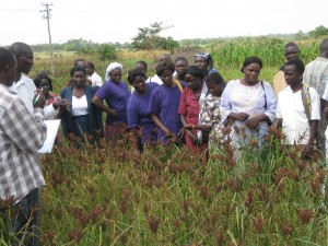 Researchers and farmers select improved finger millet varieties together. Credit, C. Wangari, ICRISAT.