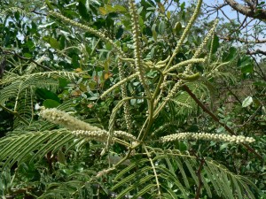 Acacia catechu, India. Credit, D. Valke.