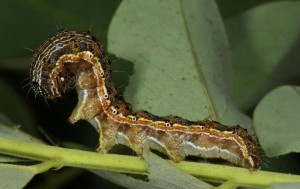 Caterpillar of Helicoverpa armigera. Credit Insect Images