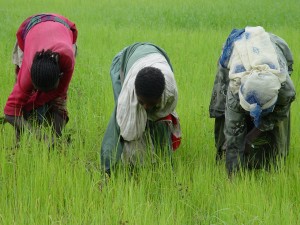 ethiopian agricultural extension agriculture harvesting teff habtamu credit ilri