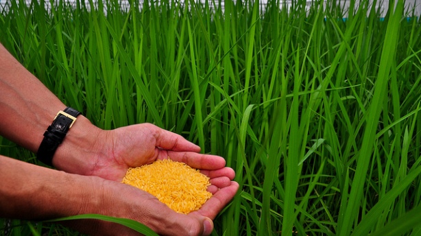 Golden-Rice.-Credit_Bill-Melinda-Gates-Foundation.jpg