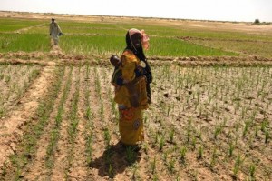A 'dry' SRI field in Mali. Credit, Cornell University.