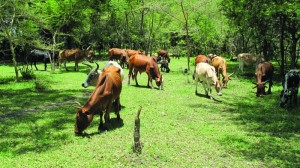 Ngitili Cattle,Tanzania. Credit Lalisa Duguma ICRAF