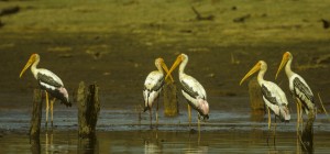 Painted Storks, Gal Oya, Sri Lanka. Credit, F. Veronesi.