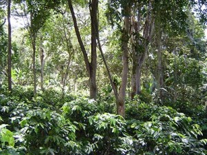 Shade grown coffee in Costa Rica. Credit Rainforest Alliance